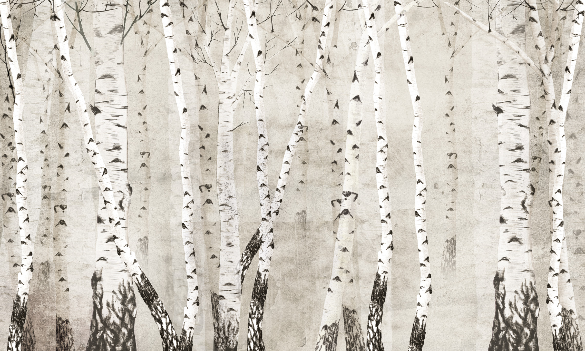 fototapeta, tapeta artystyczna, las, drzewa, brzozy 