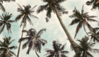 fototapeta do salonu, palmy, plaża, wakacyjny widok, tropikalny las