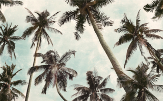 fototapeta do salonu, palmy, plaża, wakacyjny widok, tropikalny las